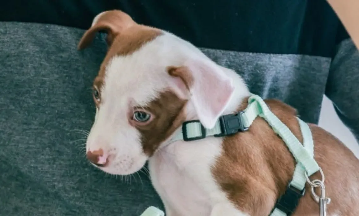 Lanza Nuevo León portal para adoptar perros y gatos rescatados