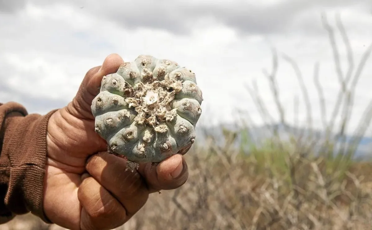 Aseguran camión que transportaba más de 3 mil ejemplares de peyote, en San Pedro de las Colonias, Coahuila
