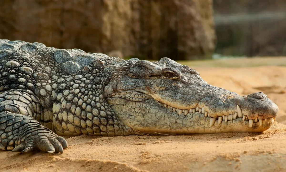 El gusto por el calor ayudó a los cocodrilos a sobrevivir al asteroide que extinguió a los dinosaurios