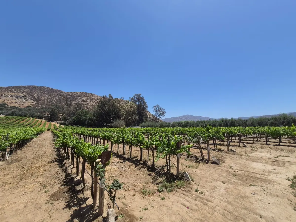 Baja California lidera producción de uva para vino en México mientras crece la cosecha nacional