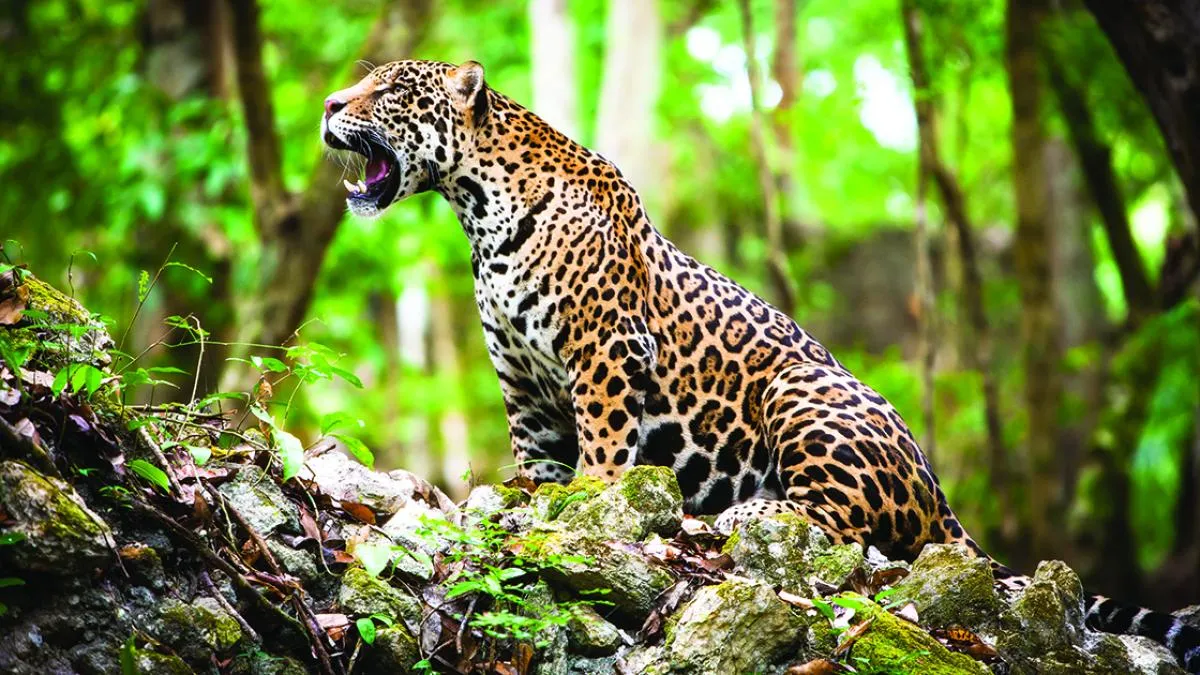 Las poblaciones de especies silvestres se redujeron una media del 73% entre 1970 y 2022: WWF