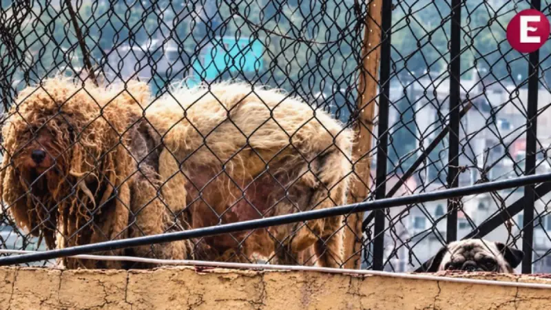 Tras perder 3 kilos de pelo, darse un baño y recibir masaje, Timón y Pumba buscan hogar ¡juntos!