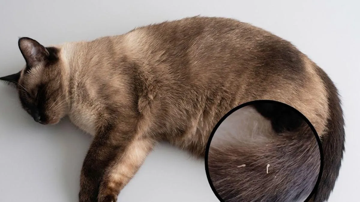 ¿Viste granos blancos en las heces de tu gato? Esto debes saber sobre las tenias