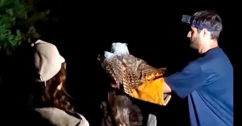 Búho virginiano rescatado de una alberca vuelve a su hábitat en Cadereyta