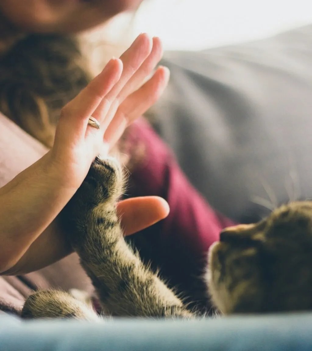 México destaca en adopción de mascotas: 56% de los encuestados recurrió a un albergue