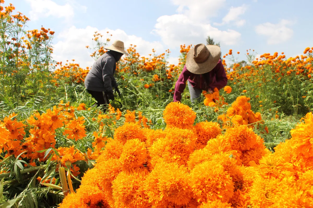 Buscan declarar patrimonio biocultural al cempasúchuil, la flor que ilumina el Día de Muertos