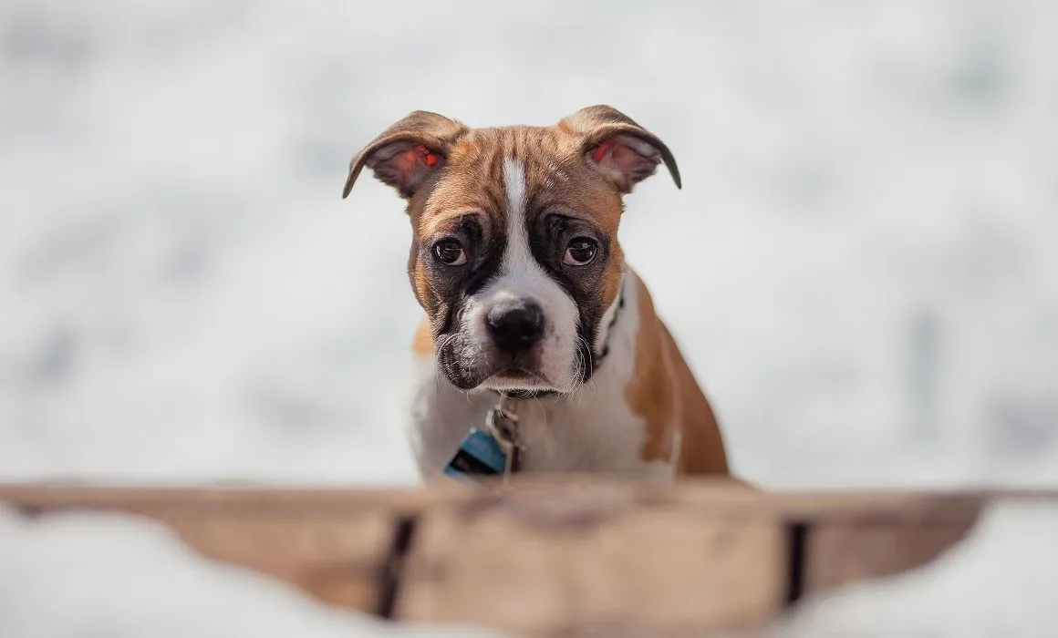 Sancionan a mujer de California que registró a su perro para votar