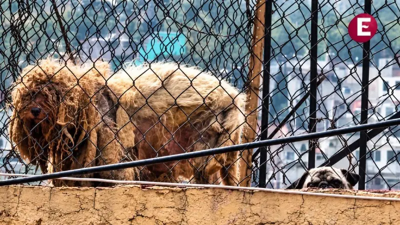 Rescatan a Timón y Pumba, dos perritos que por años vivieron en una azotea en Naucalpan