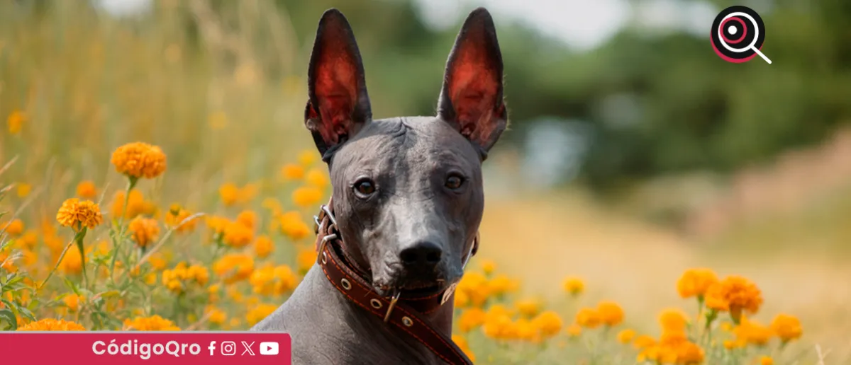 Xoloitzcuintle: el perro sagrado de México que ahora es patrimonio cultural