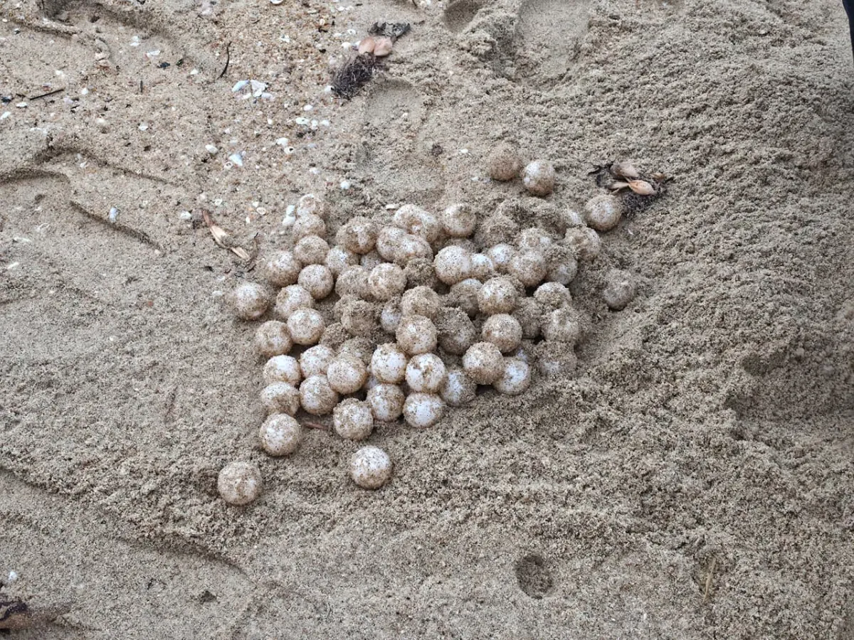 Impulsa Semaren protección de tortugas marinas en Copala