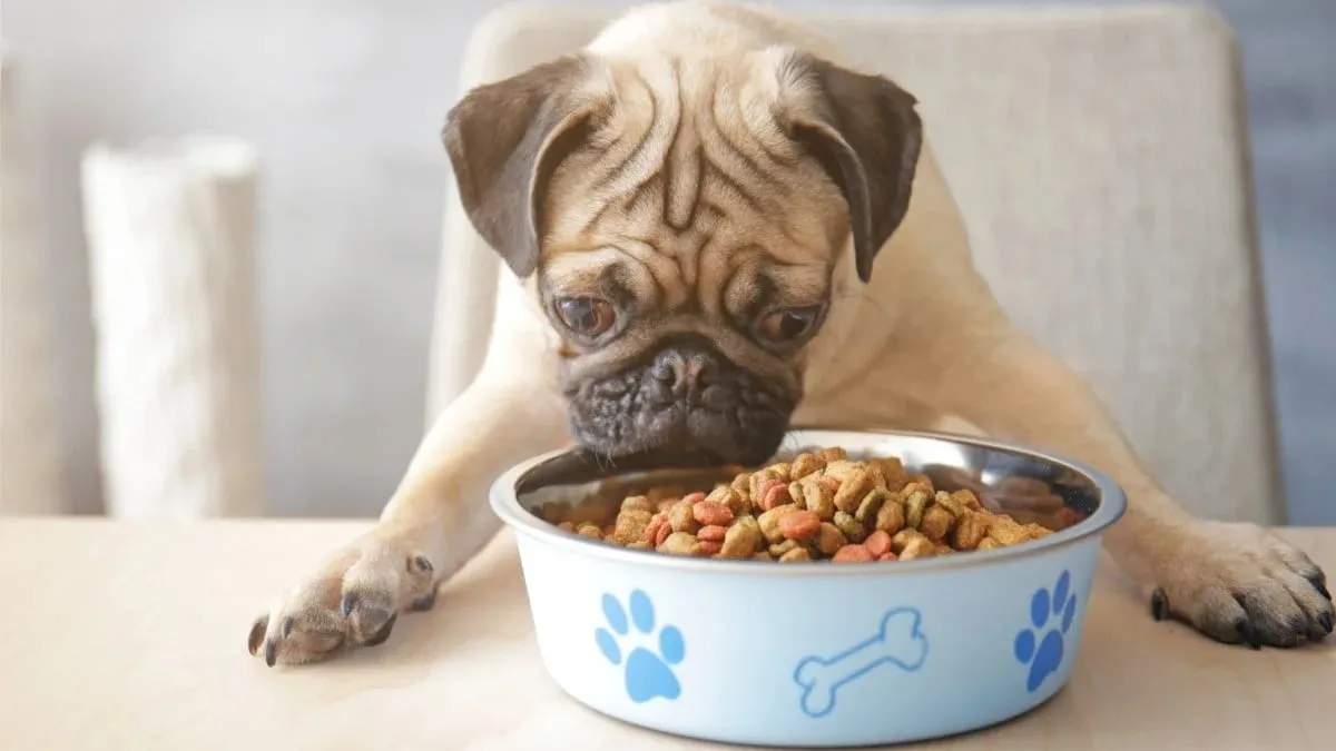 ¿No lavas el plato de tus mascotas? ¡Cuidado! Es un riesgo para su salud