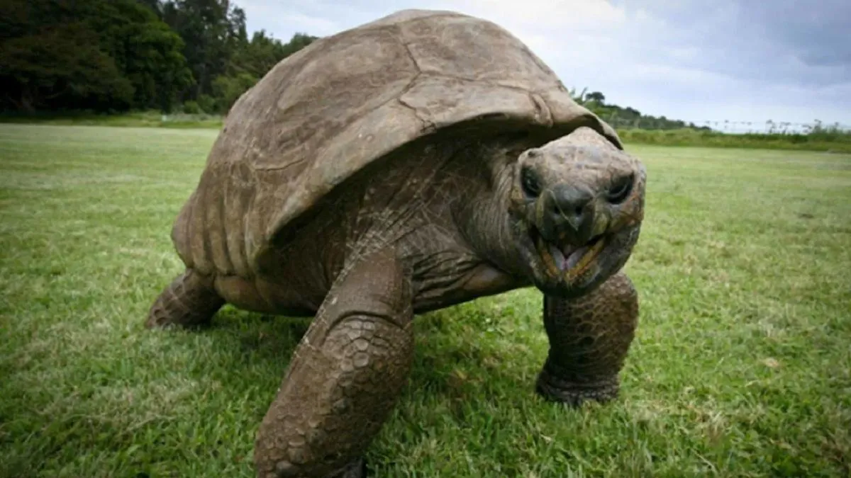 La tortuga más vieja del mundo guarda en su genoma el secreto de la longevidad