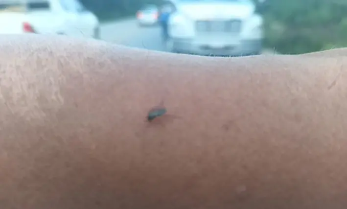 La lluvia no llega sola: trae ejército de mosquitos