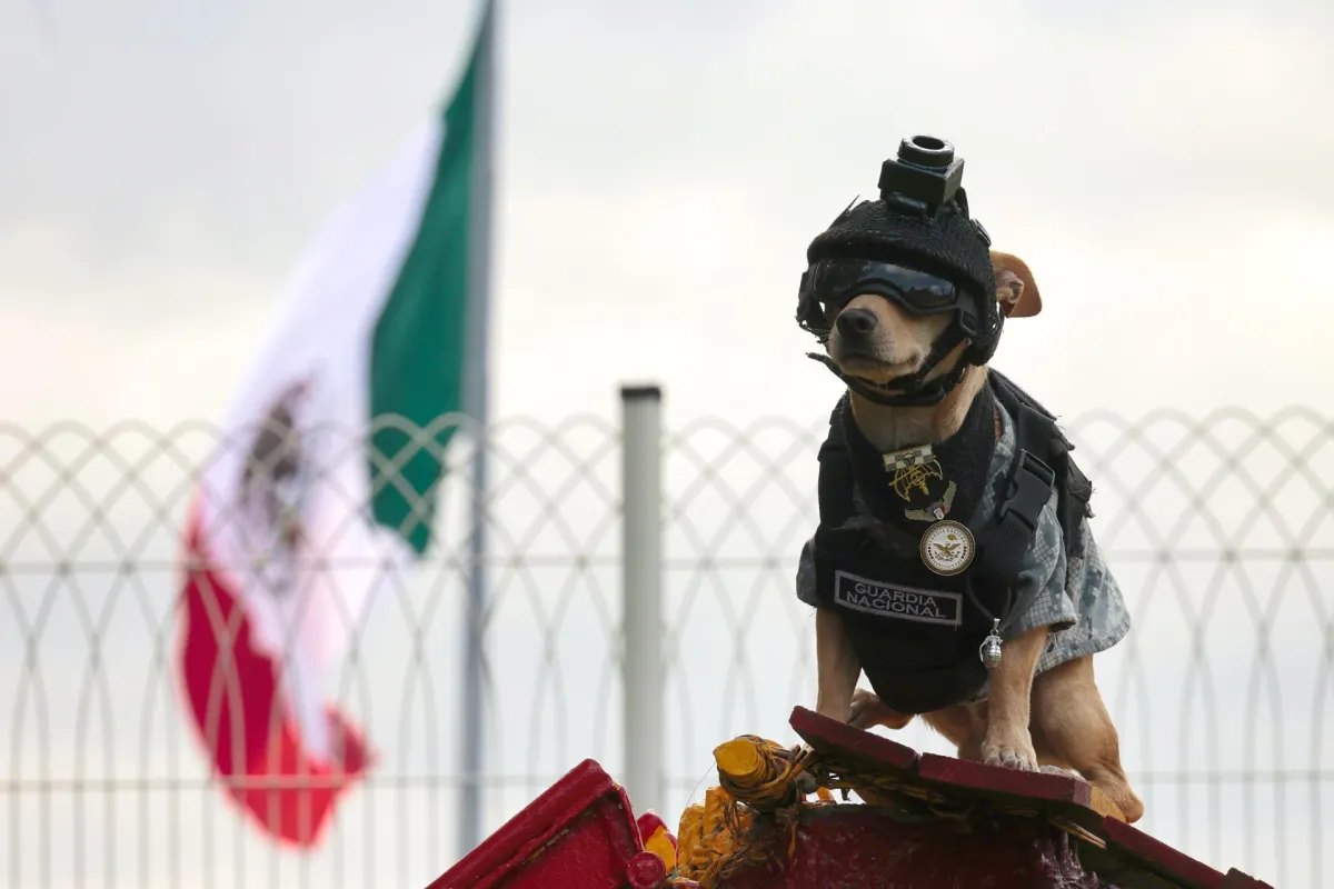 Conoce a Comando Chihuahua, el perro militar de 20 centímetros que conquistó las redes en México