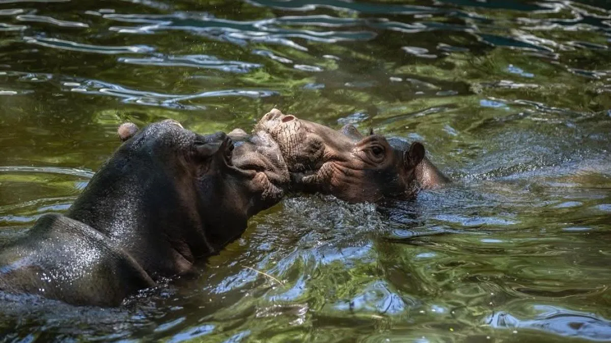 Muere “Motomoto”, hipopótamo de tan sólo 3 años, en el zoológico de Culiacán