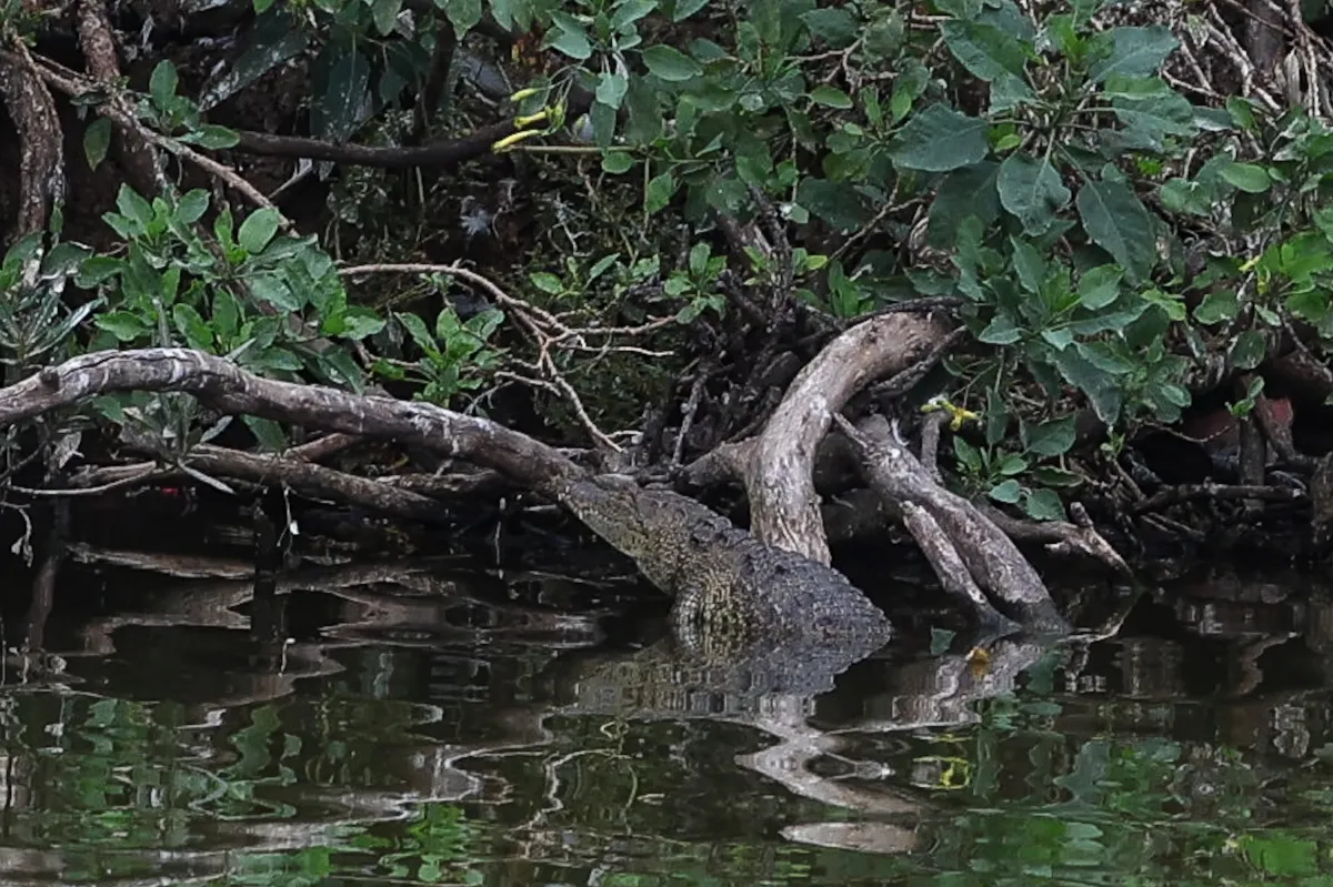 Capturan cocodrilo en la Laguna de San Baltazar; será trasladado a Chiapas