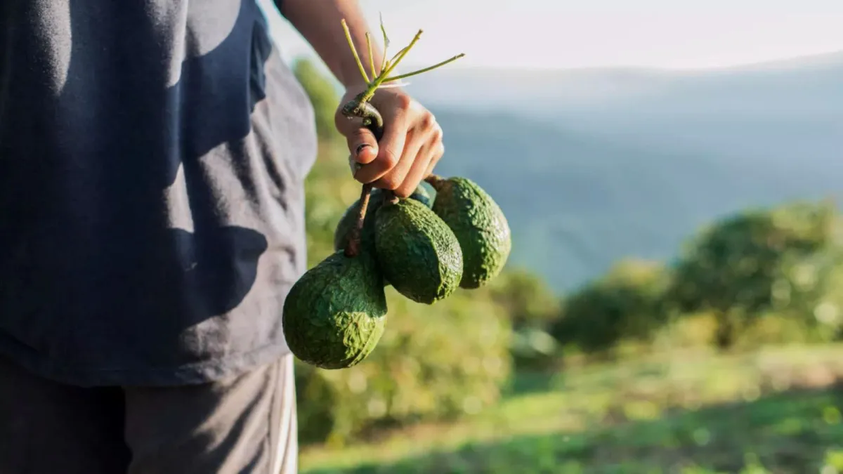 Morelia, con 800 hectáreas de aguacate; buscan certificación: Sader