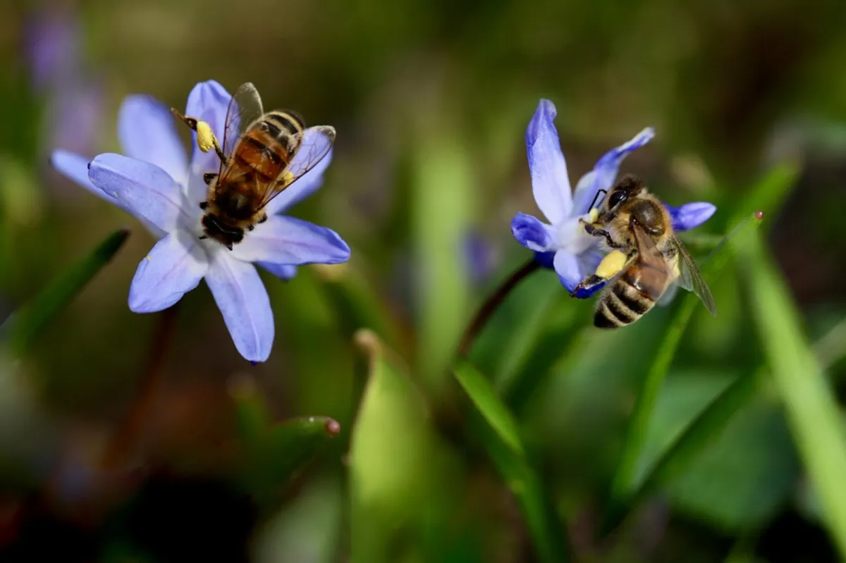 La contaminación humana confunde a las abejas: el estudio que revela cómo altera el olor de las flores