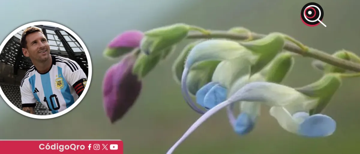 ¡Messi florece en Perú! Descubren una planta celeste y la bautizan en su honor