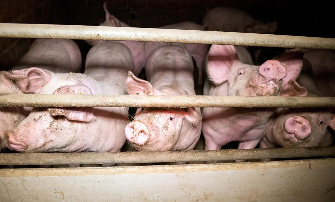 Denuncian que 90% de granjas porcícolas carecen de impacto ambiental