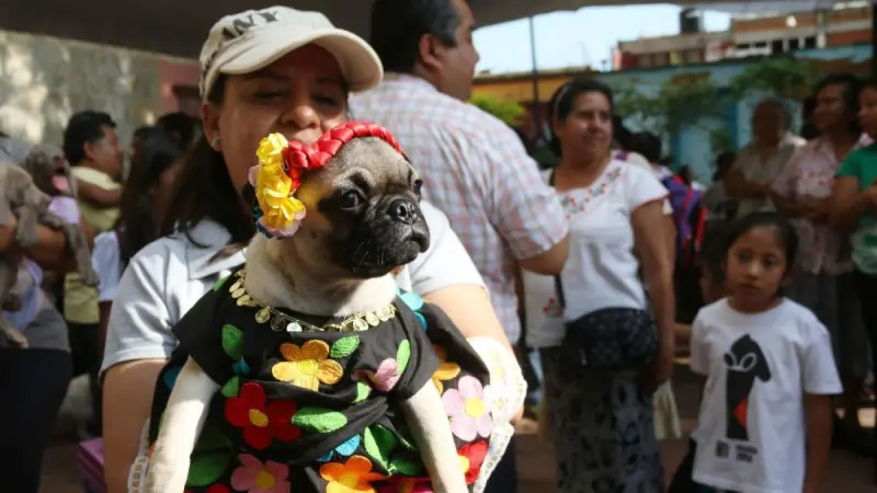 Oaxaca lanza registro para animales de compañía