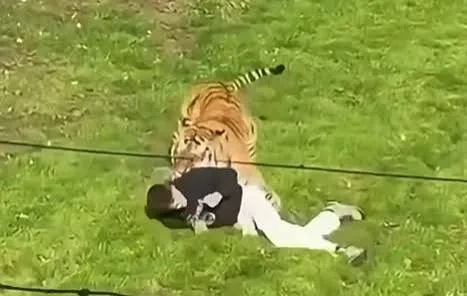 Tigre en peligro de extinción mata a hombre en zoológico de Inglaterra
