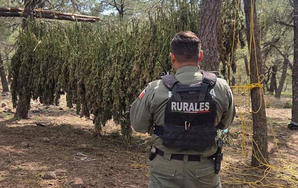 Destruyen 3 plantíos de marihuana en Guerrero