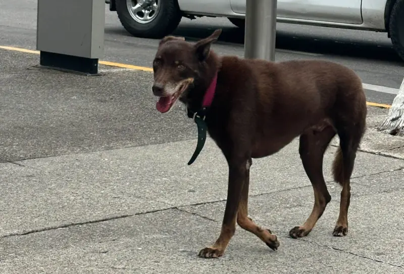 Abandonan a perro tras no poder viajar con su dueño en Aeropuerto de Puerto Vallarta