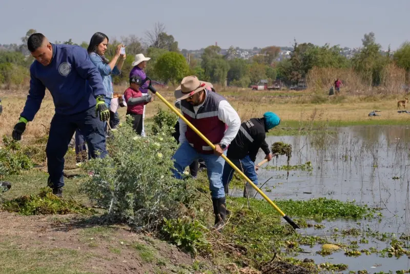 Se suman pescadores al retiro de lirio acuático en presa Requena en Tepeji
