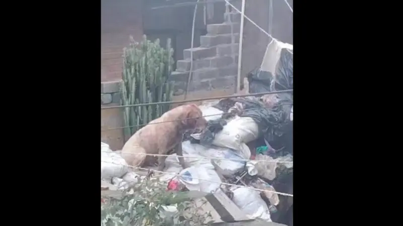 Alertan por peleas a muerte entre perros abandonados en vivienda de Tlalpan