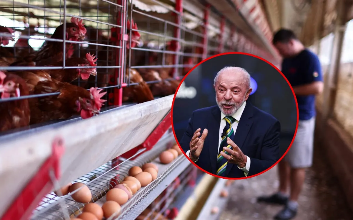 México suspende importaciones de pollo de Brasil por un brote de Newcastle y restringe la entrada de carne, huevo fértil y aves vivas para proteger la producción nacional