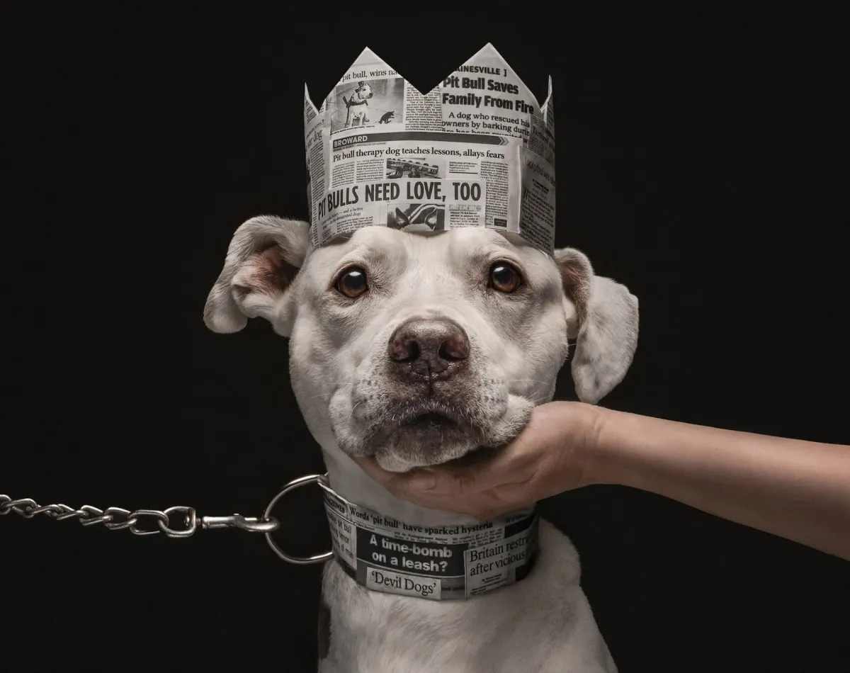 Katie Brockman gana los Dog Photography Awards 2026