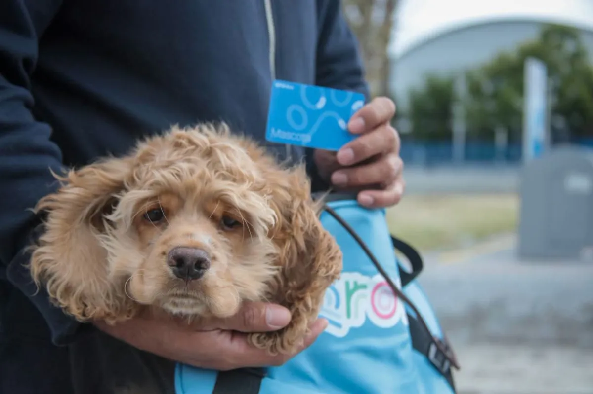 Entrega AMEQ más de 300 tarjetas de Qrobús para mascotas
