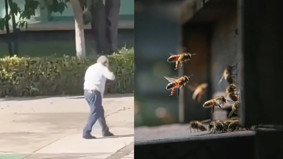 Por segundo día consecutivo, se reportaron ataques de abejas africanizadas en las instalaciones del Instituto Tecnológico de Villahermosa