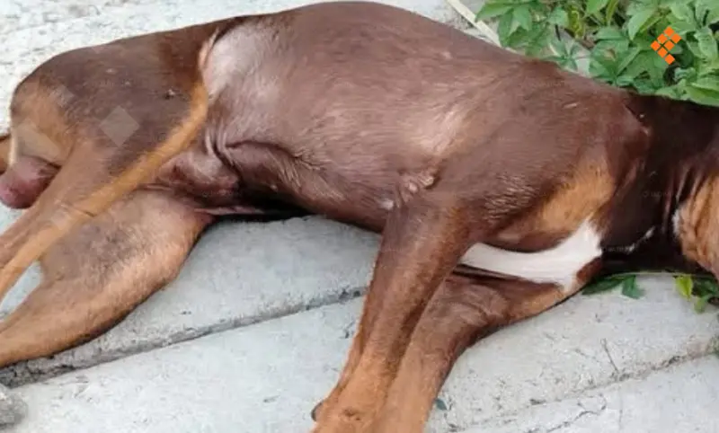 Denuncian envenenamiento de perros en Zihuatanejo 