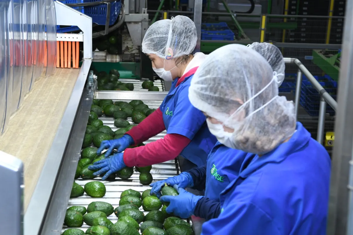 Certificado Laboral para la Agroexportación protege a jornaleros