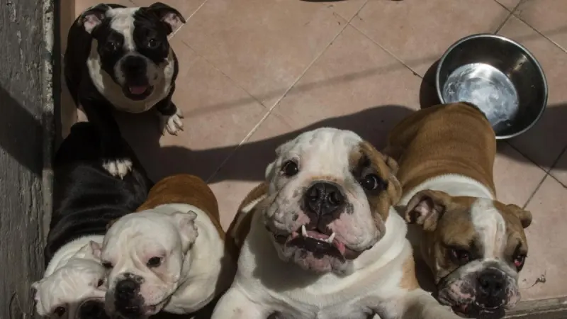 Rescatan a 48 perros bulldog de criadero clandestino; algunos tenían las cuerdas vocales operadas