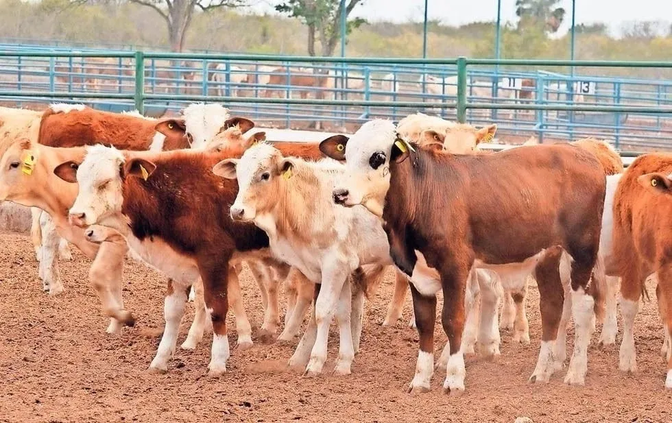 Aftosa en ganado de Sonora no afecta a Chihuahua