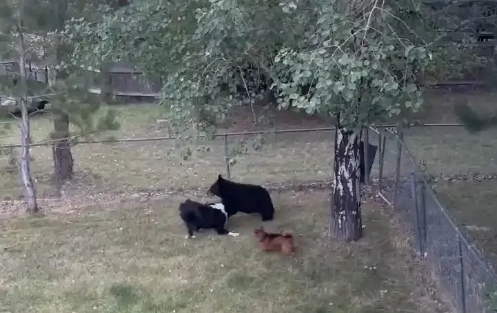 Los perros pelean con osos. Pero no por la razón que uno podría pensar