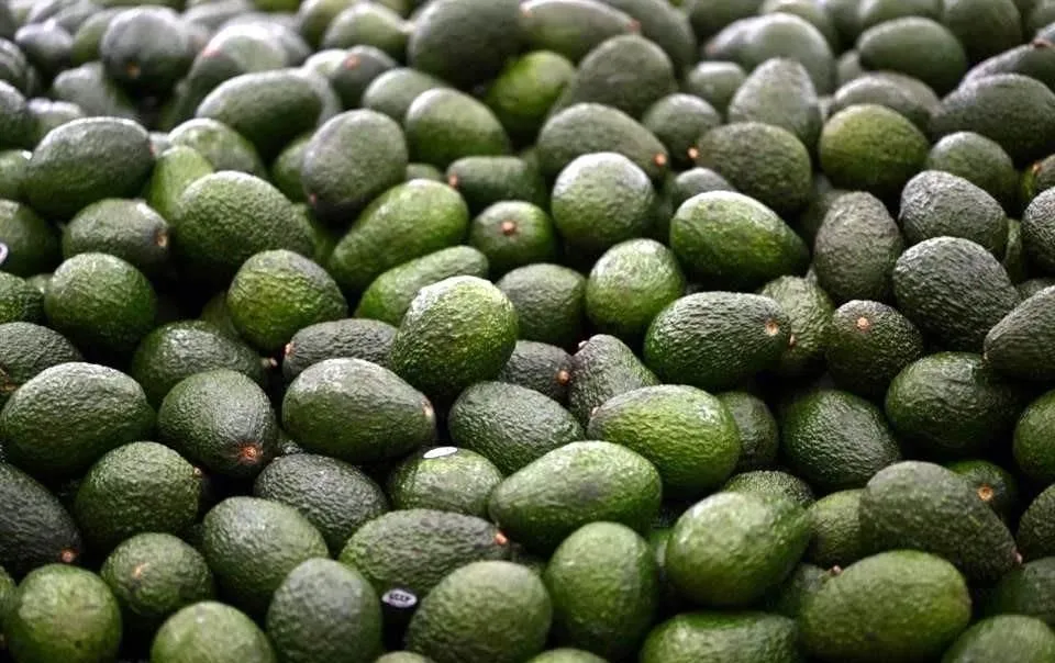 Exigirán desde octubre certificado para exportar aguacate