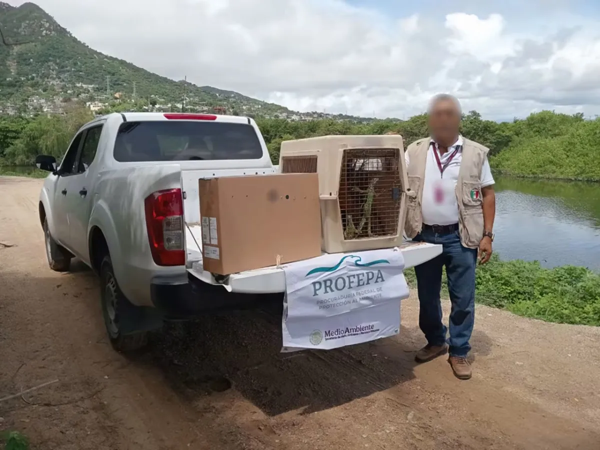 Liberan en Guerrero 17 iguanas verdes tras ser rescatadas y valoradas en Querétaro