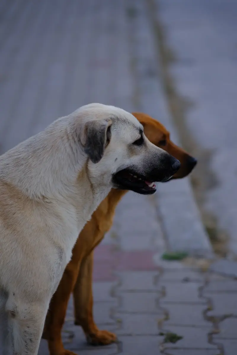 En lo que va del año, en el Marqués han aplicado eutanasia en más de 3 mil animales