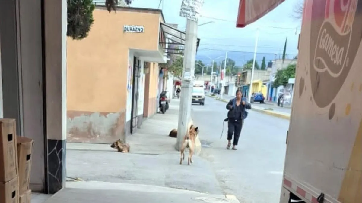 Lomitos sufren violenta agresión de una mujer que los pateó y golpeó con un palo