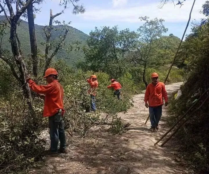 Supervisan avances de las brigadas de saneamiento forestal en Pinal de Amoles  