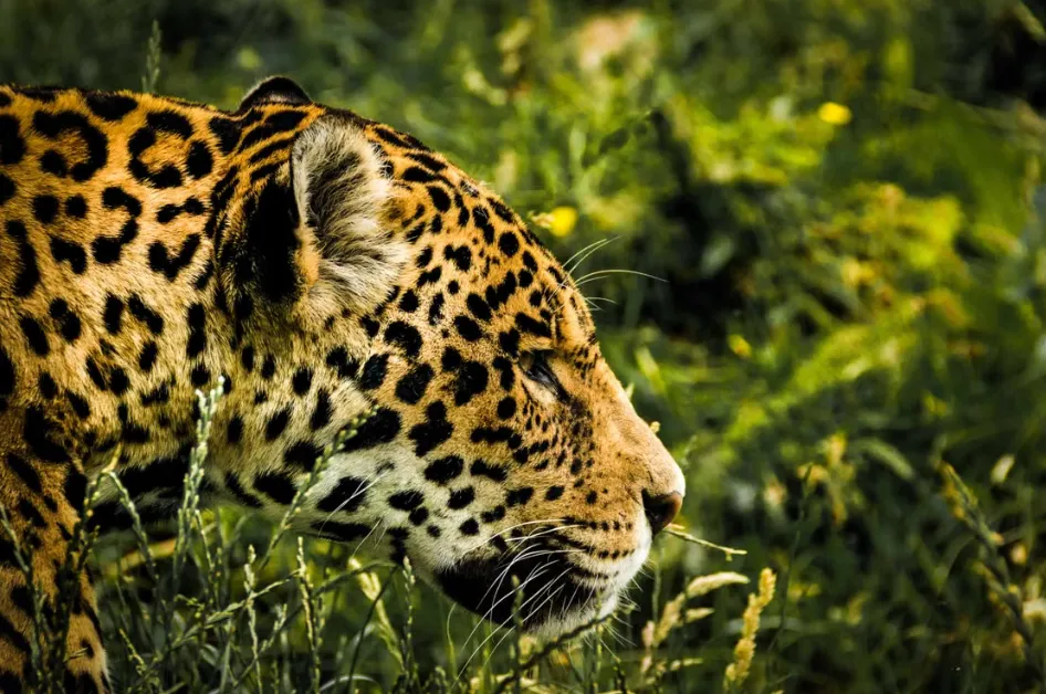 Descubren nuevas rutas para proteger al jaguar en América