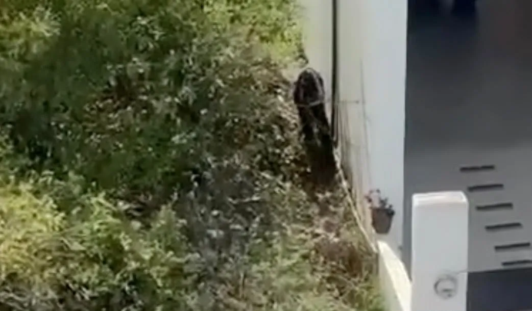 Captan a oso merodeando por una privada en Cumbres Élite