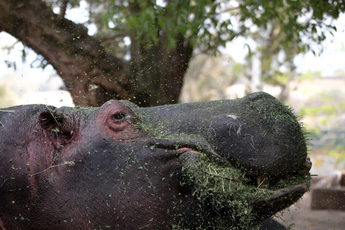 Muere Motomoto en el Zoológico de Culiacán; exigen esclarecer qué le pasó