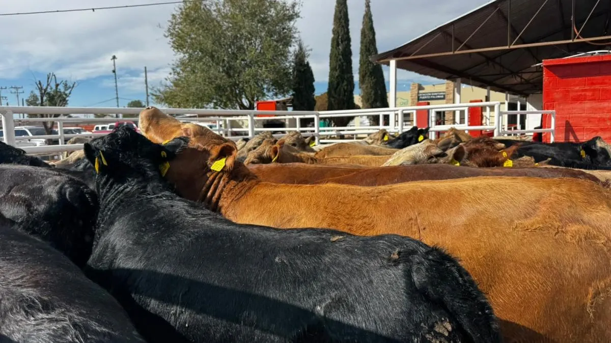 Chihuahua reanuda exportaciones de ganado por el puerto Palomas-Columbus