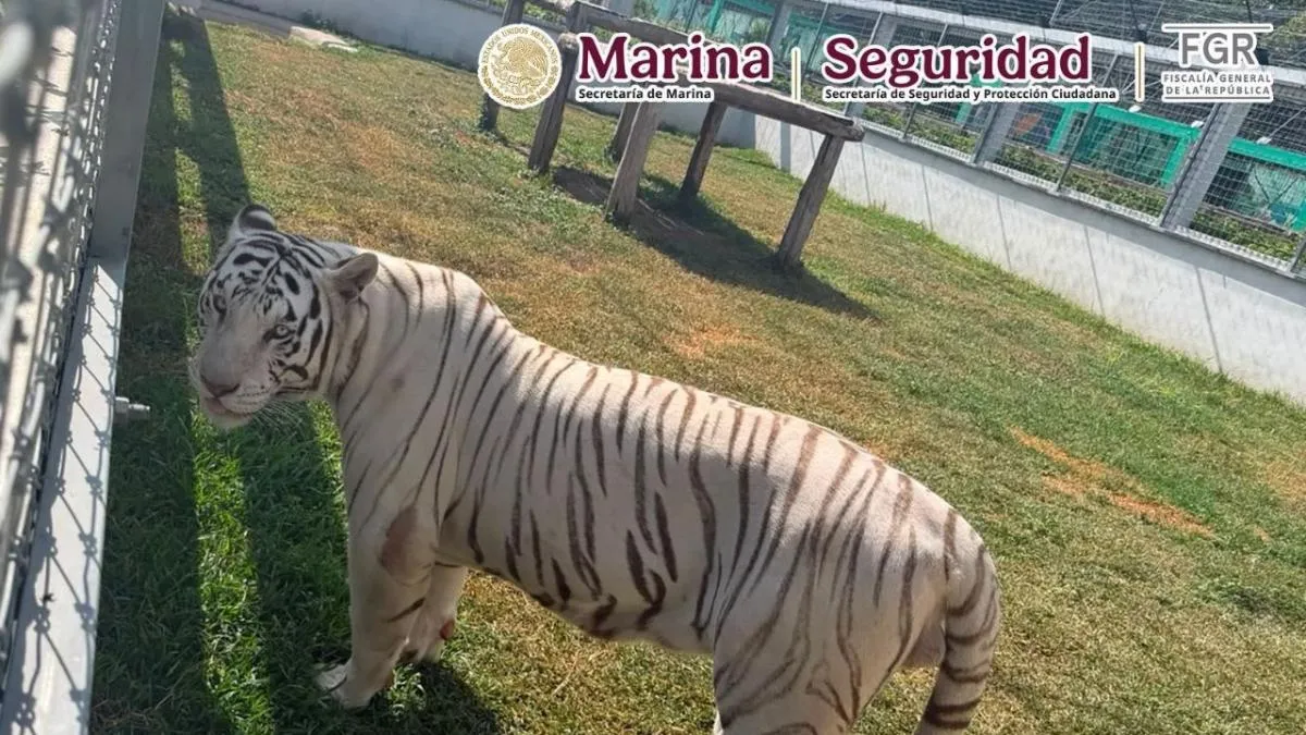 Interpol incauta más de 1,000 animales traficados en AL; tigres de Bengala, leones y jaguares en México