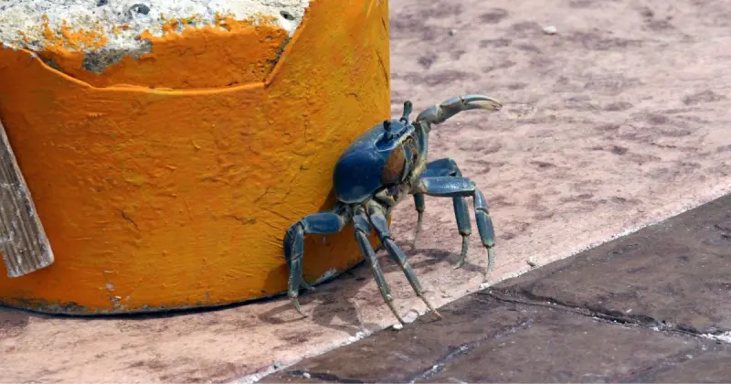 El cangrejo azul, “jardinero” de los manglares, enfrenta una merma en Cancún